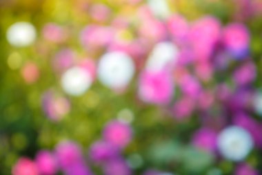 bokeh ile çiçek arka plan bulanık