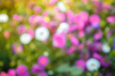 bokeh ile çiçek arka plan bulanık