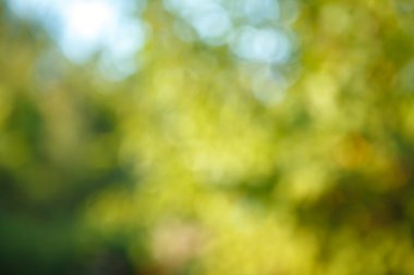 ağaçlar ve mavi gökyüzü arka plan bulanık bokeh ile