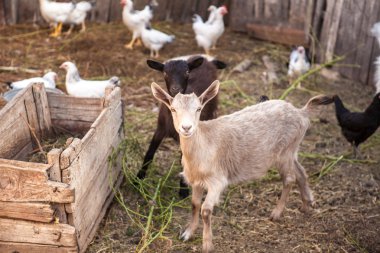 çiftlik avlusu padok içinde keçi