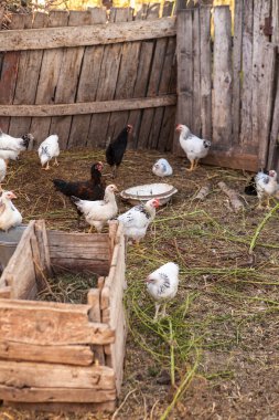 bir tükenmez kalemle çiftlik hayvanları