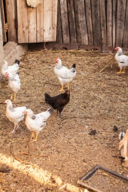 bir tükenmez kalemle çiftlik hayvanları