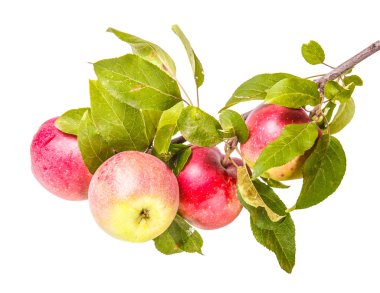 Beyaz arkaplanda izole edilmiş bir dalda olgun elmalar