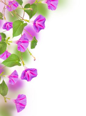  sabah zafer purpurea 