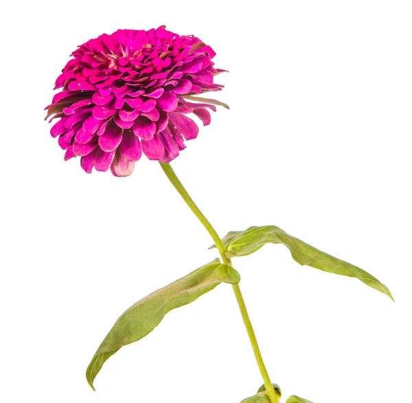 Flor tsinii aislada sobre fondo blanco — Foto de Stock