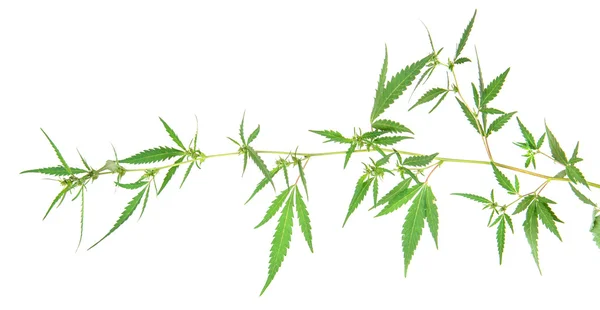 Cespuglio di cannabis isolato su sfondo bianco — Foto Stock