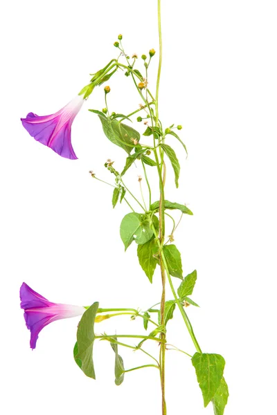 Morning glory purpurea blommor på isolerade på vit bakgrund — Stockfoto
