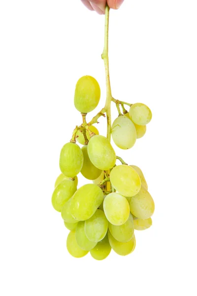 Bunch of green grapes isolated on a white background — Stock Photo, Image