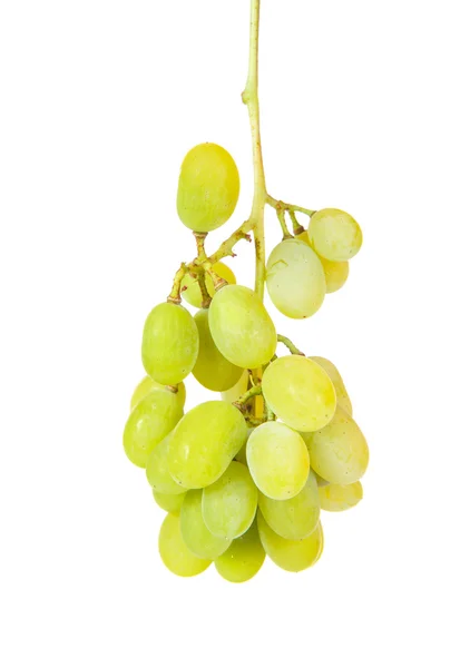 Trauben grün isoliert auf weißem Hintergrund — Stockfoto
