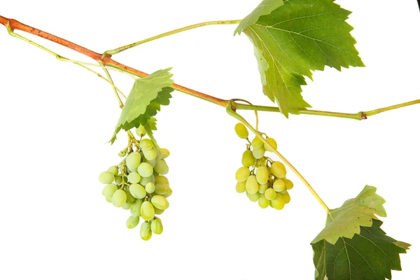 Grapes on the vine isolated on a white background — Stock Photo, Image