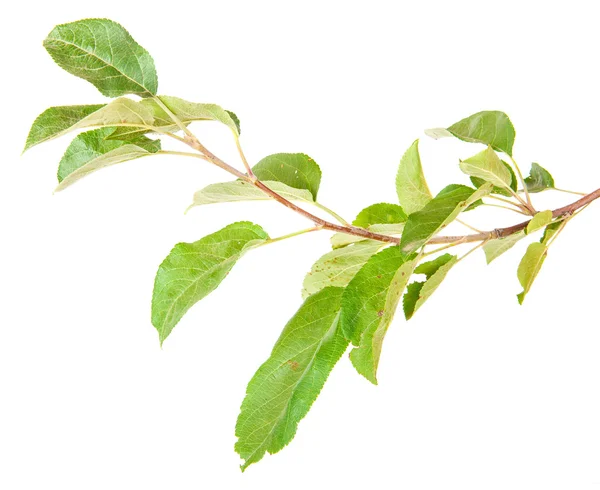 Apple tree branch with leaves isolated on white background — Stock Photo, Image