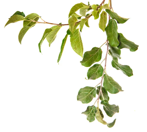 Branche de pommier avec des feuilles isolées sur fond blanc — Photo