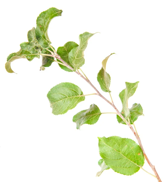 elma ağacı dalı ile izole üzerinde beyaz arka plan bırakır