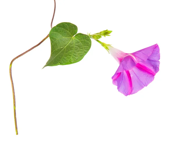 Morning glory purpurea kwiaty na na białym tle na białym tle — Zdjęcie stockowe