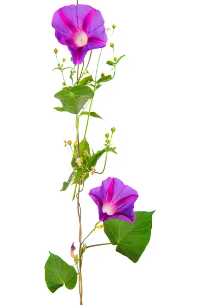 Morgenruhm purpurea Blumen auf isolierten auf weißem Hintergrund — Stockfoto