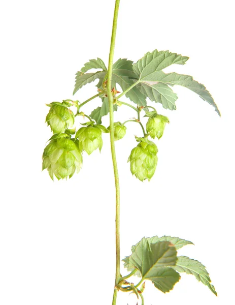 Hop leaves on a stem isolated on white background — Stock Photo, Image