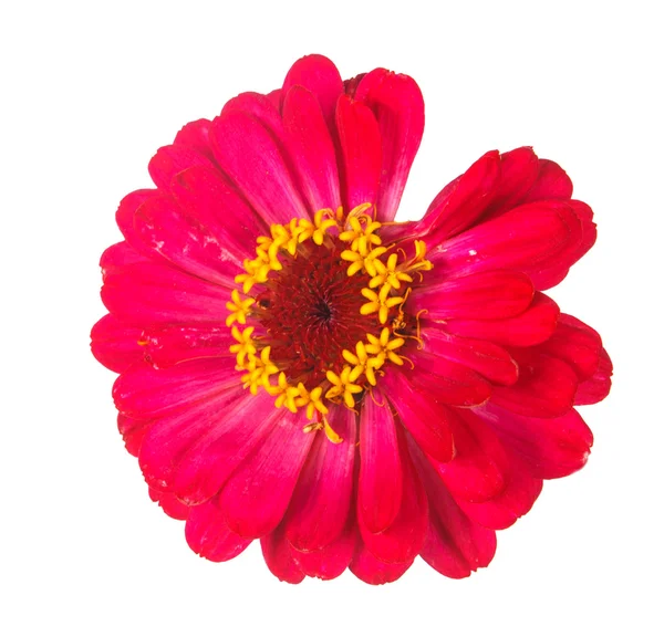 Beyaz arka plan üzerinde izole tsinii çiçek