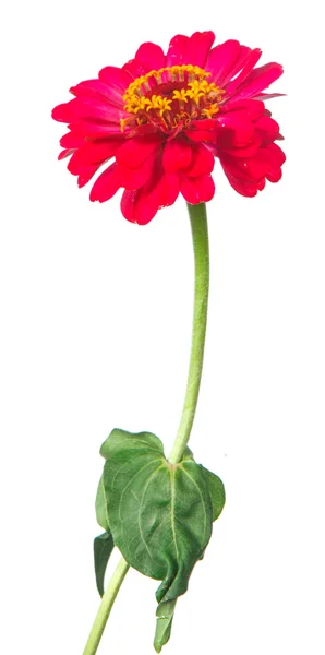 Beyaz arka plan üzerinde izole tsinii çiçek — Stok fotoğraf