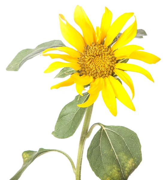 Ornamental sunflower isolated on white background — Stock Photo, Image