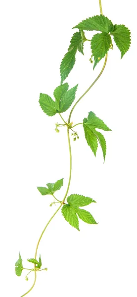 Folhas de lúpulo em um caule isolado no fundo branco — Fotografia de Stock