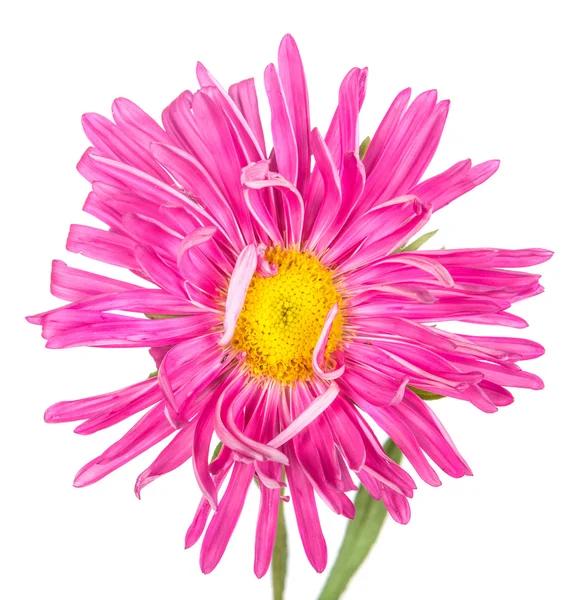 Astry angliae květina izolované na bílém pozadí — Stock fotografie