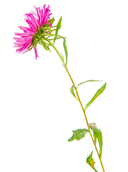 Aster flor aislada sobre fondo blanco — Foto de Stock