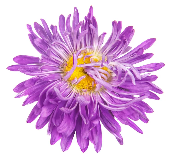 Aster izole üzerinde beyaz zemin çiçek