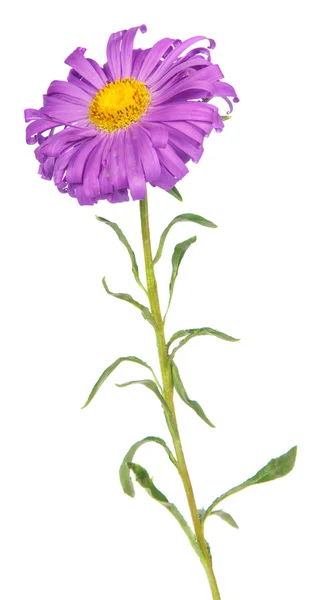 Astry angliae květina izolované na bílém pozadí — Stock fotografie