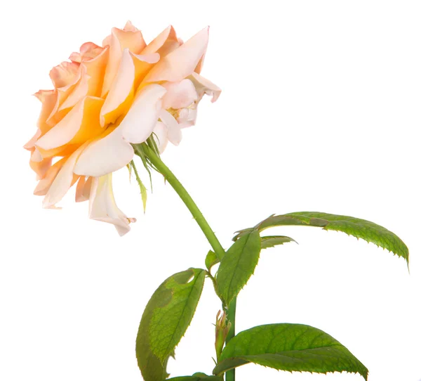 Flor chá rosa isolado no fundo branco — Fotografia de Stock