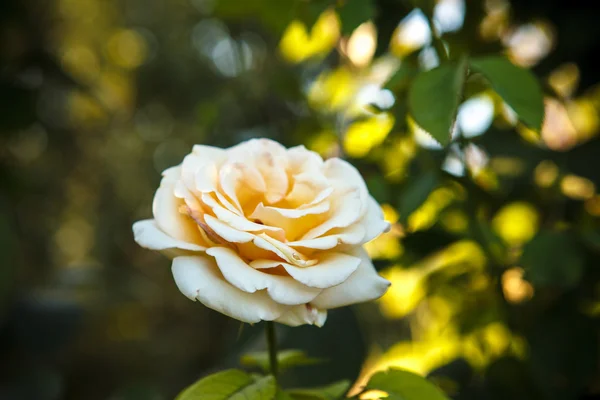 Flower tea rose in flowerbed — Stock Photo, Image