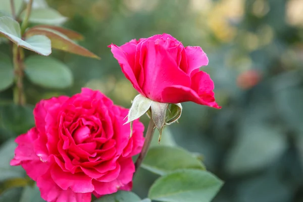 Shrub roses shallow depth of field — Stock Photo, Image