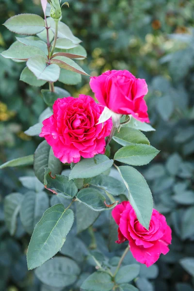 çalı güller sığ derinlik-in tarla