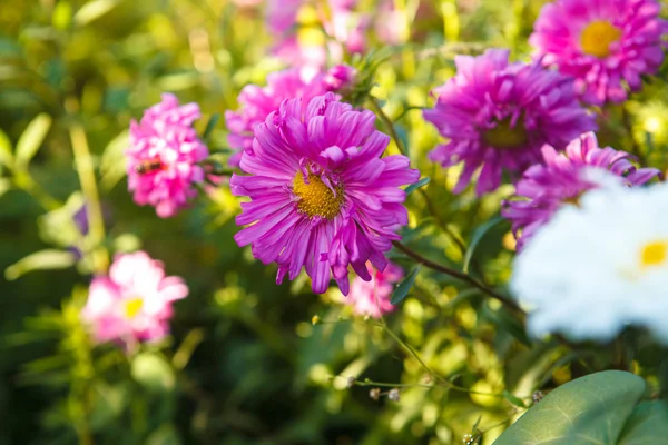 Kvetoucí Astry v záhonu mělké hloubky ostrosti — Stock fotografie