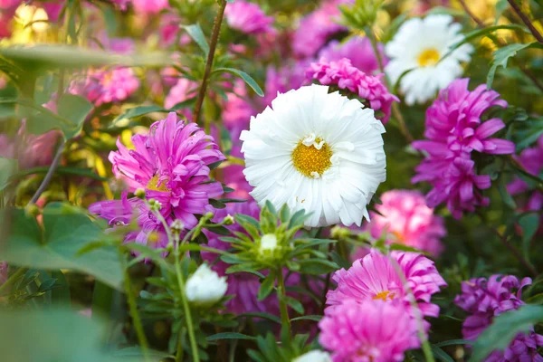 Blommande astrar i blomsterrabatt grunt skärpedjup — Stockfoto