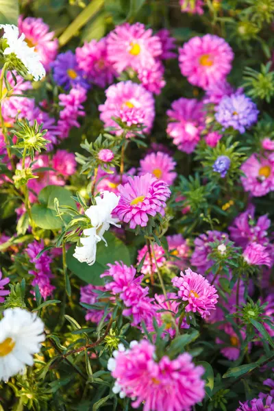 Blommande astrar i blomsterrabatt grunt skärpedjup — Stockfoto