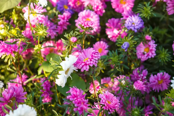 Blommande astrar i blomsterrabatt grunt skärpedjup — Stockfoto