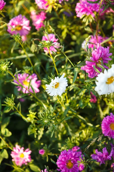 Asters en floraison dans le lit de fleurs faible profondeur de champ — Photo