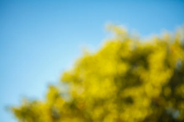 Trees and blue sky with blurred background bokeh — Stock Photo, Image
