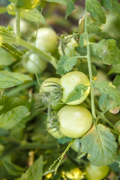 Tomates verdes en el arbusto en el jardín de — Foto de Stock