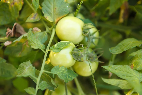 Tomates verdes en el arbusto en el jardín de — Foto de Stock