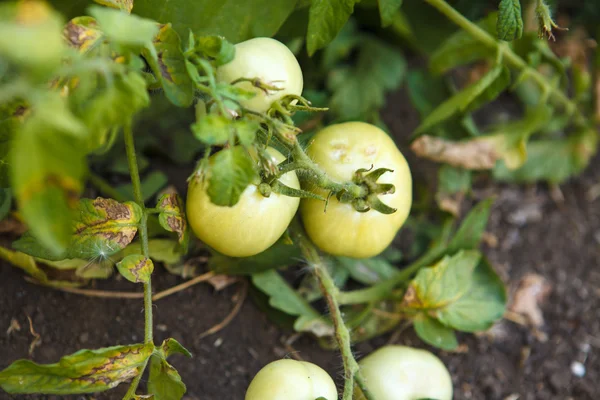정원에서 부시에 그린 토마토 — 스톡 사진