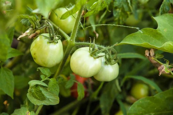 Tomates verdes en el arbusto en el jardín de — Foto de Stock