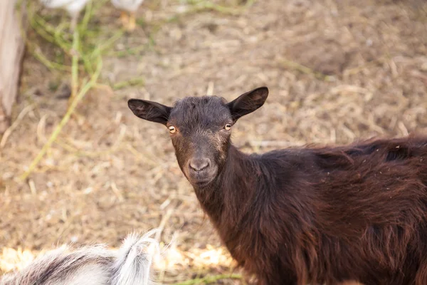 Goats in the farmyard in the paddock — Stock Photo, Image