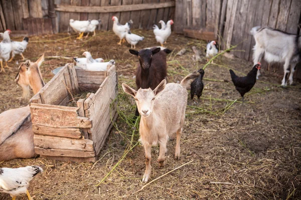 Cabras no quintal da paddock — Fotografia de Stock