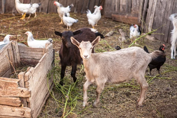 Cabras no quintal da paddock — Fotografia de Stock