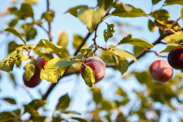 Ciruelas maduras en la rama del árbol — Foto de Stock