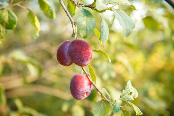 Prunes mûres sur la branche de l'arbre — Photo