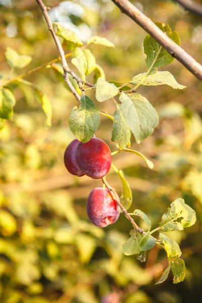 Reife Pflaumen auf dem Ast — Stockfoto