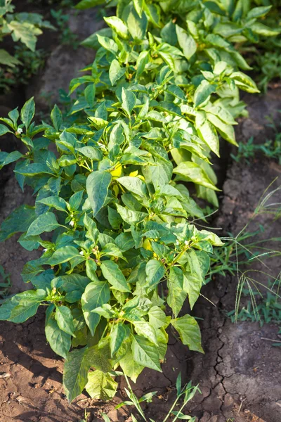 Bett mit Paprika — Stockfoto