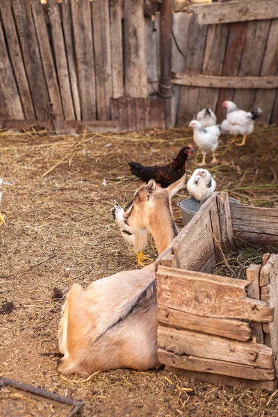 Tiere im Stall — Stockfoto